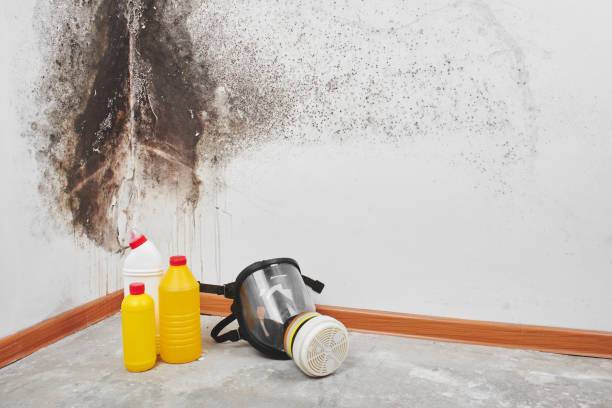 Best Toxic Mold Removal  in Versailles, PA