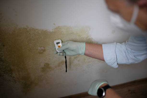 Office Mold Removal Services in Versailles, PA