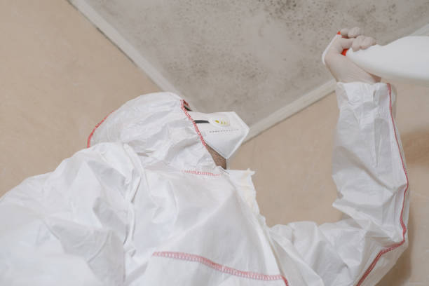 Professional Mold Removal in Versailles, PA