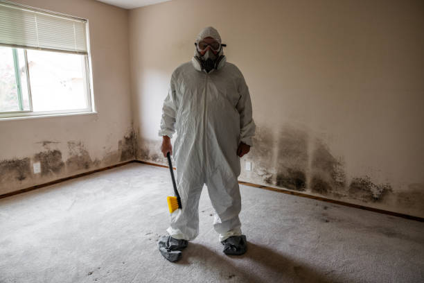 Best Affordable Mold Removal  in Versailles, PA