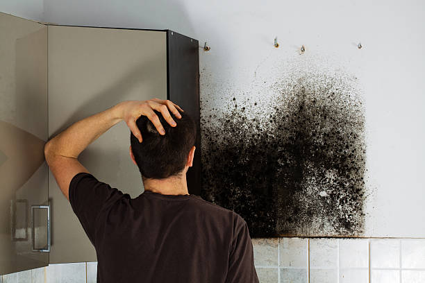 Best Same-Day Mold Removal  in Versailles, PA