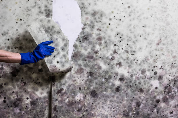 Best Mold Testing  in Versailles, PA