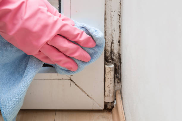 Best Black Mold Removal  in Versailles, PA